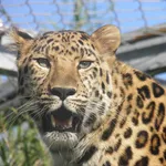 sneeuw panter