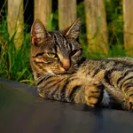 liggende poes