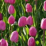 Tulpen