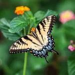 Vlinder