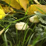 IMG_0001