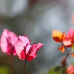 bougainville in Barril