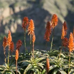 bloeiende cactus