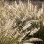 Gras
