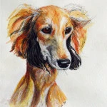 8525 saluki