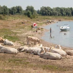 Pannerden01