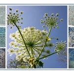 Bereklauw fotocollage 30x40cm