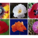 Klaprozen fotocollage 62x93cm.
