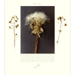 Mooie sporen fotocollage 40x45cm.